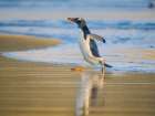 Gentoo Penguin during early morning at the coastline. Falkland Islands, Saunders Island. Art Print